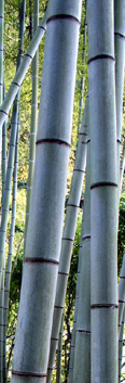 nanzenji-garden-bamboo1